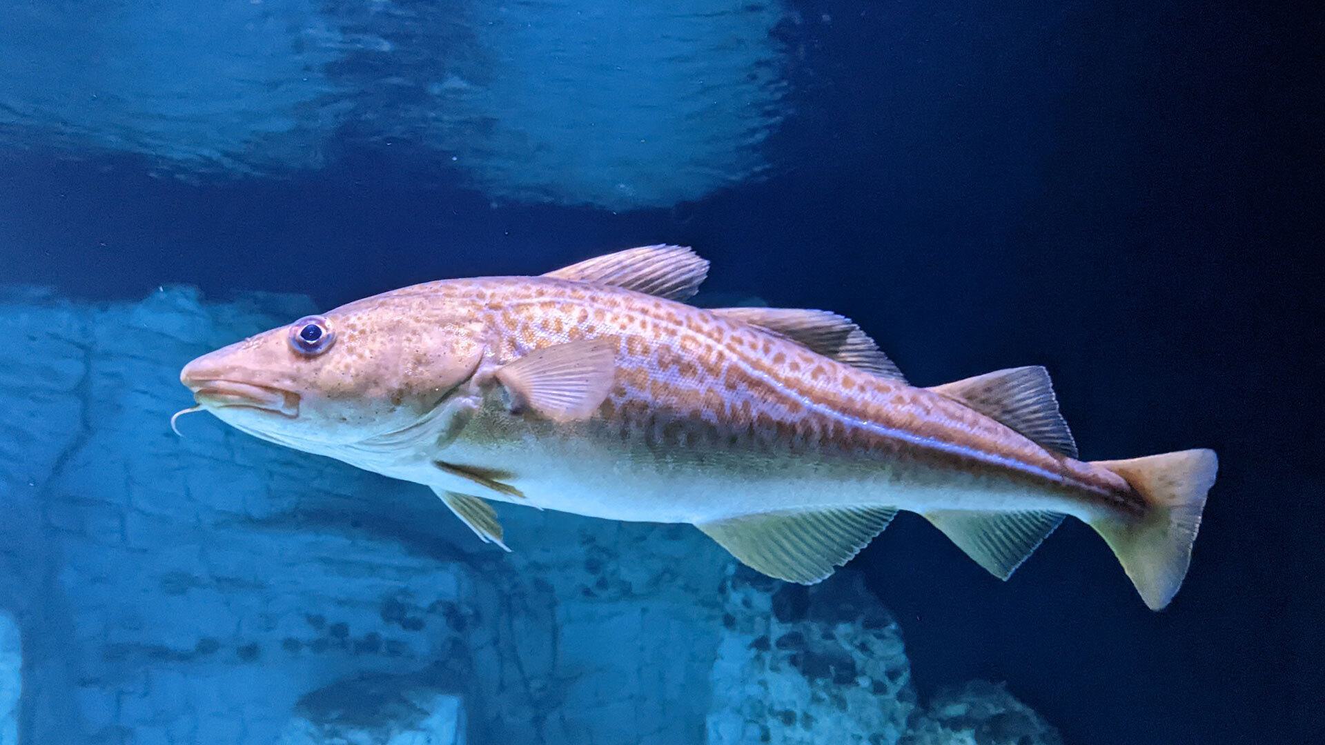 Atlantic Cod Gadus morhua 1920x1080 1