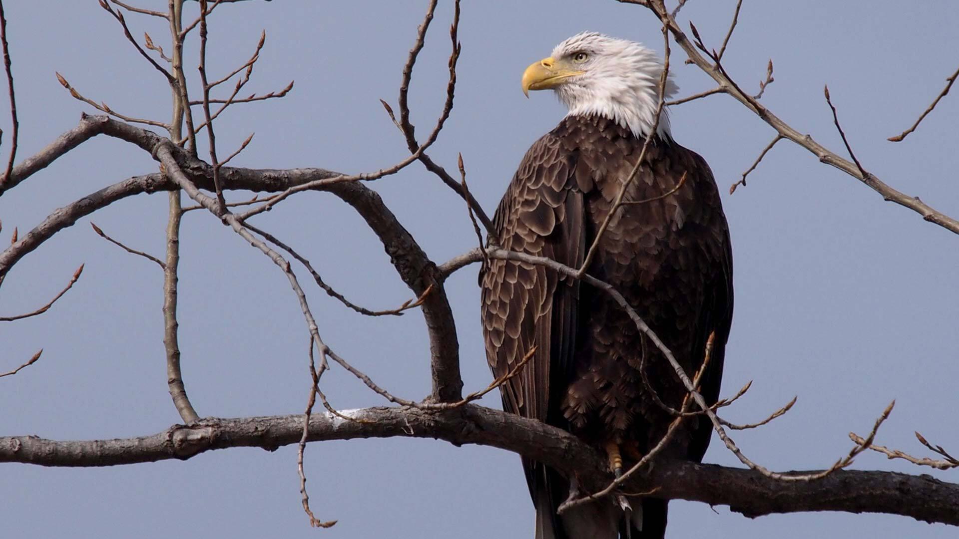 Bald Eagle 27527 9 WEB