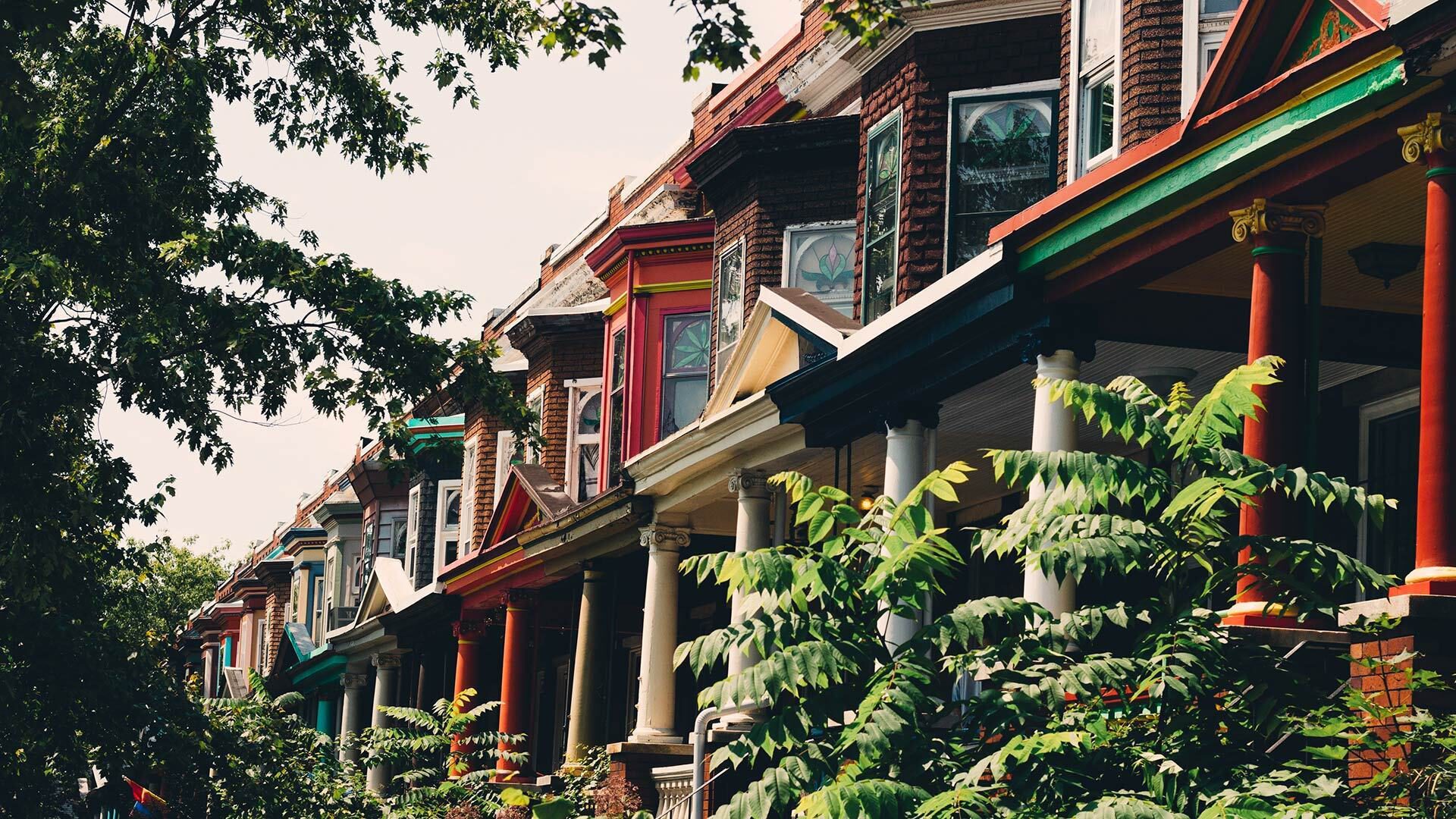 Baltimore Treesi Stock 1126241262