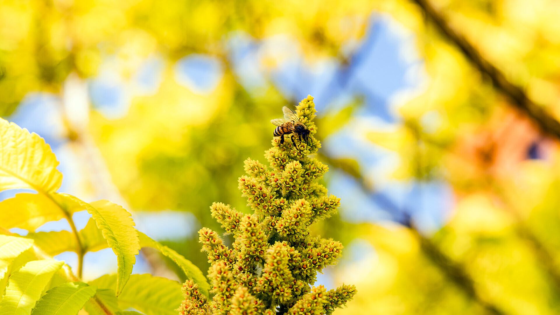 Bee Pollinator Gardens 05262023 SC 0009 1920x1080