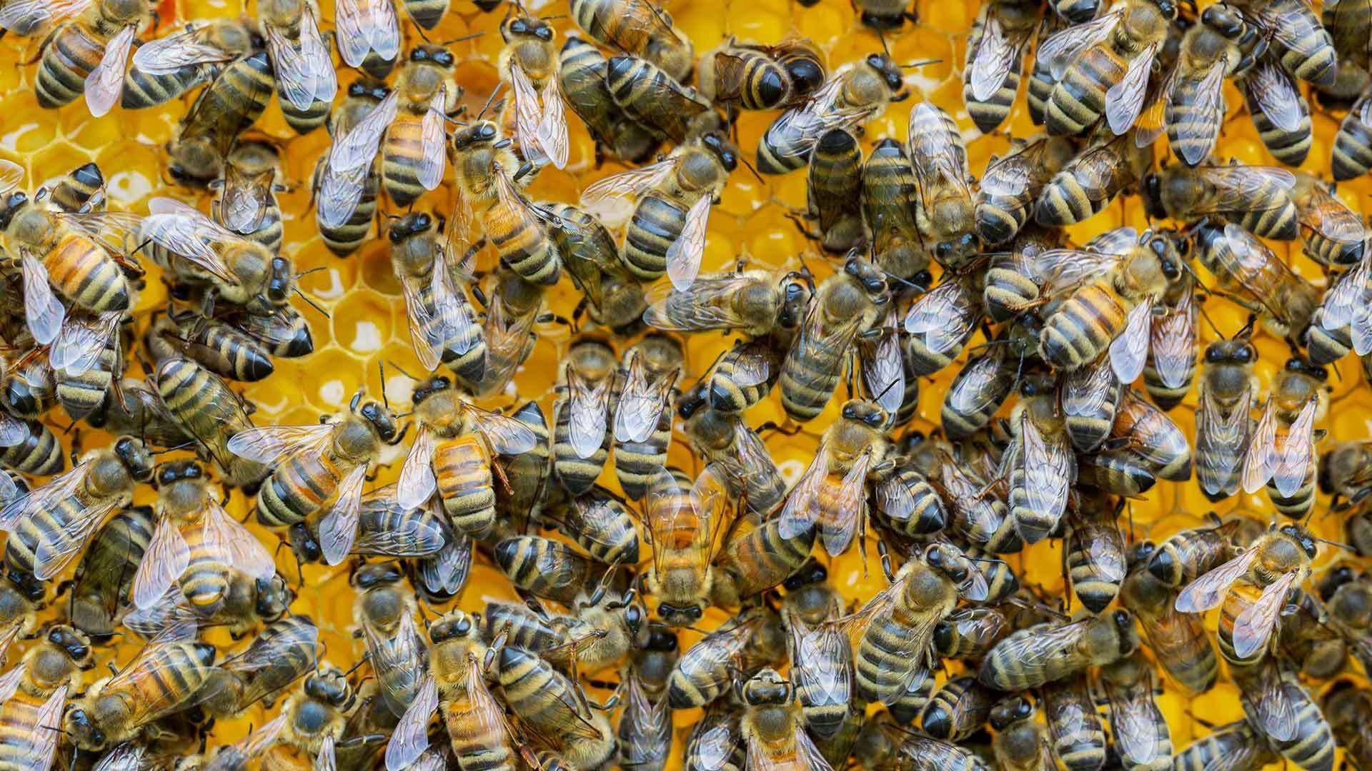 Bee Squad 05272020 SC 6185 1920x1080