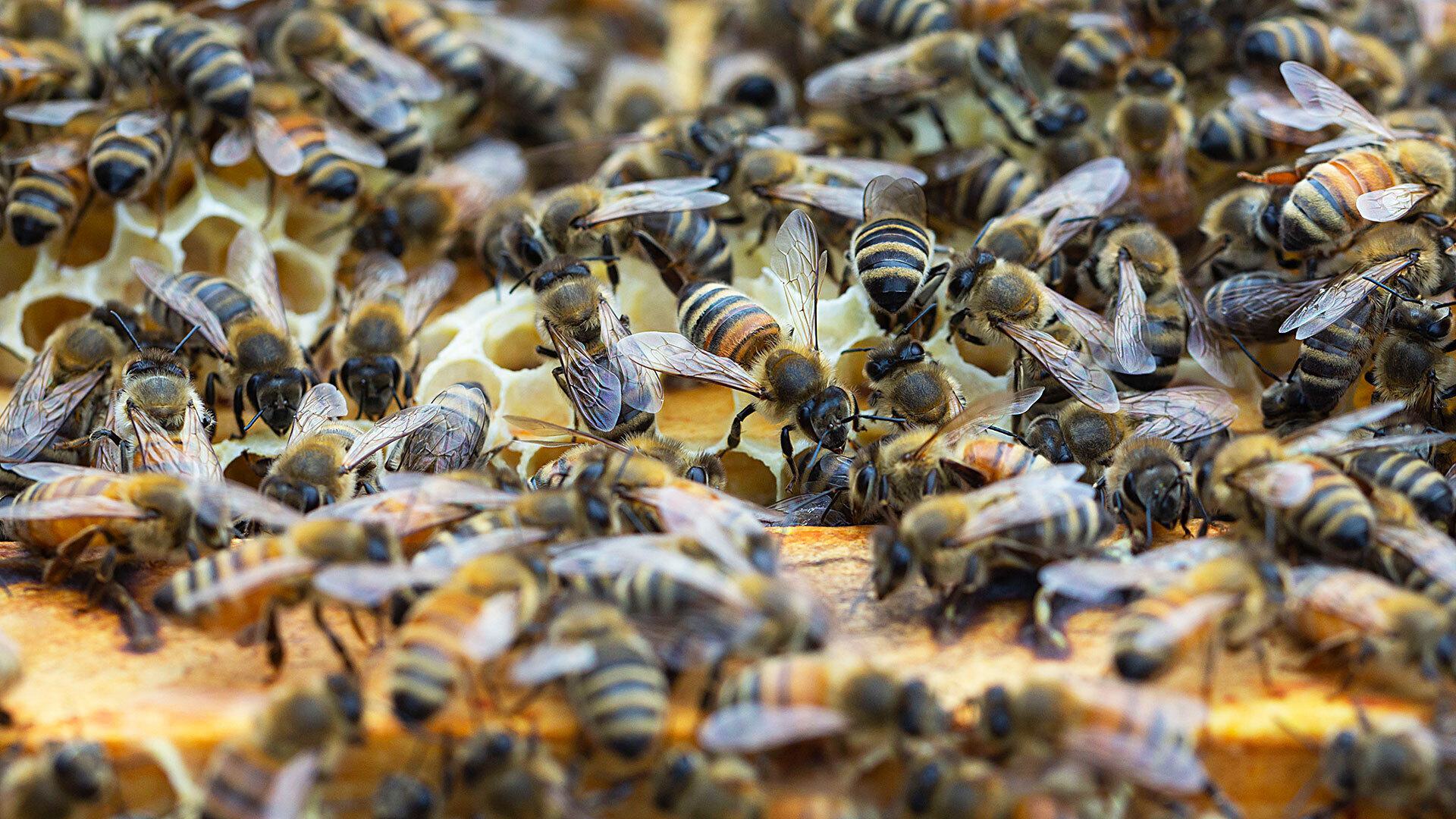 Bee Squad 05272020 SC 6211 1920x1080