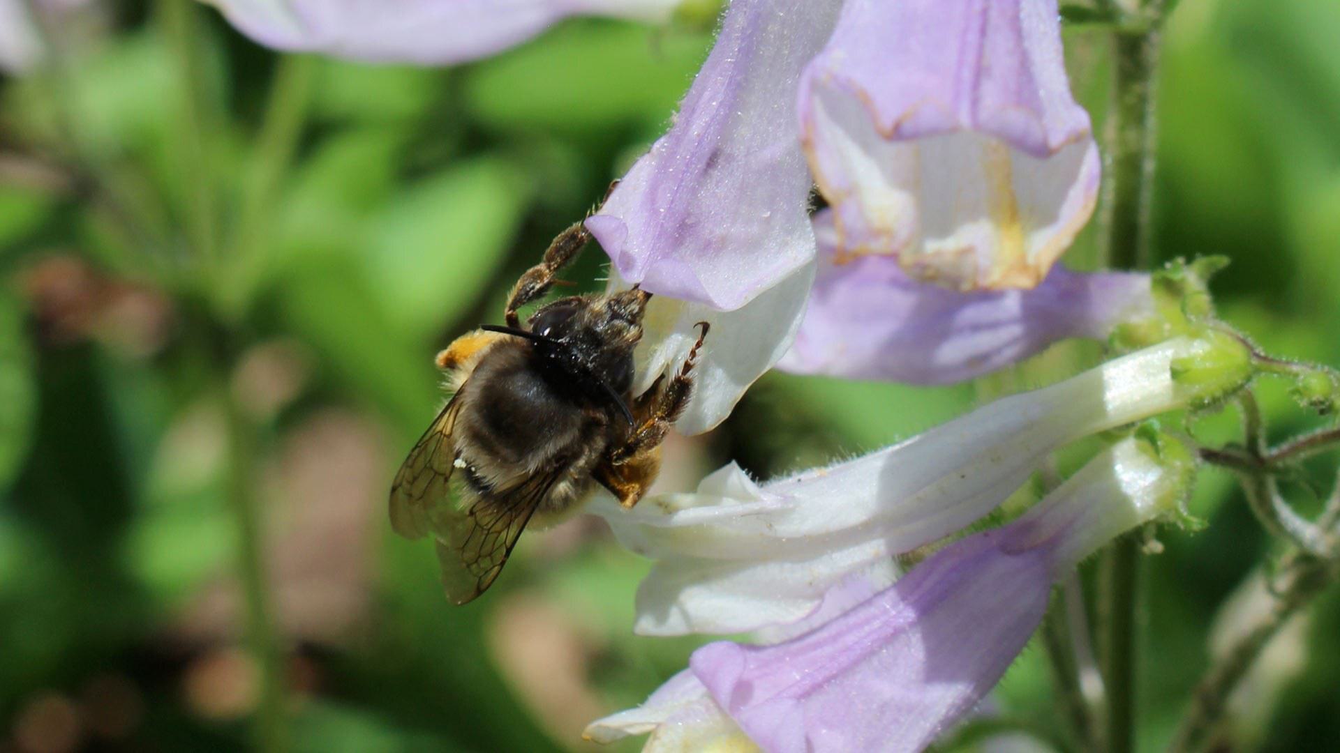 Bee 1920x1080