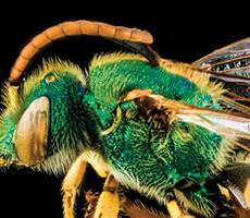 Bees tn 230x200