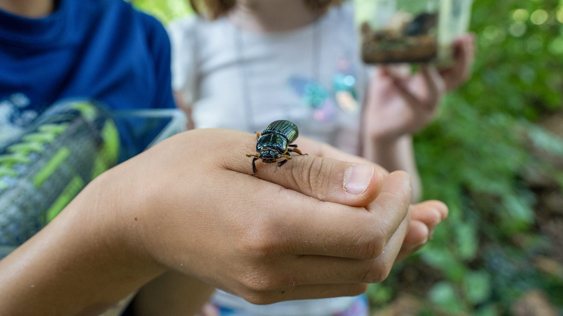 Bug Camp 062624 UMD04210 1920x1080