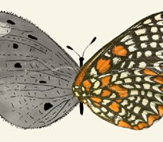 Butterfly thumbnail final 230x200