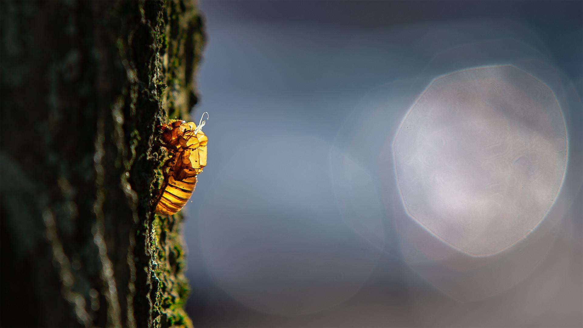 Cicadas Campus 05212021 JC 1065 1920x1080