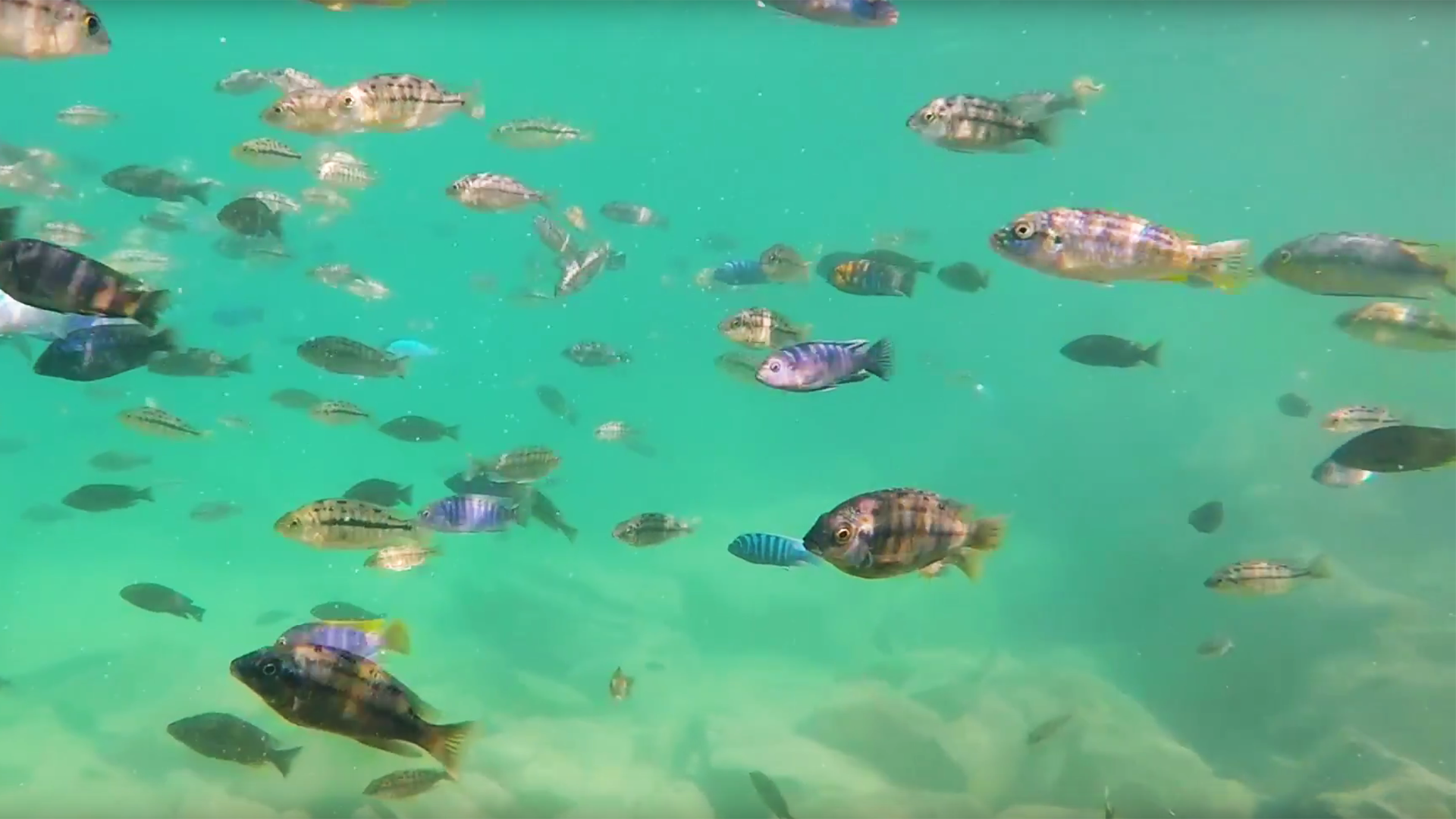 Cichlids CMNS Video Screenshot web