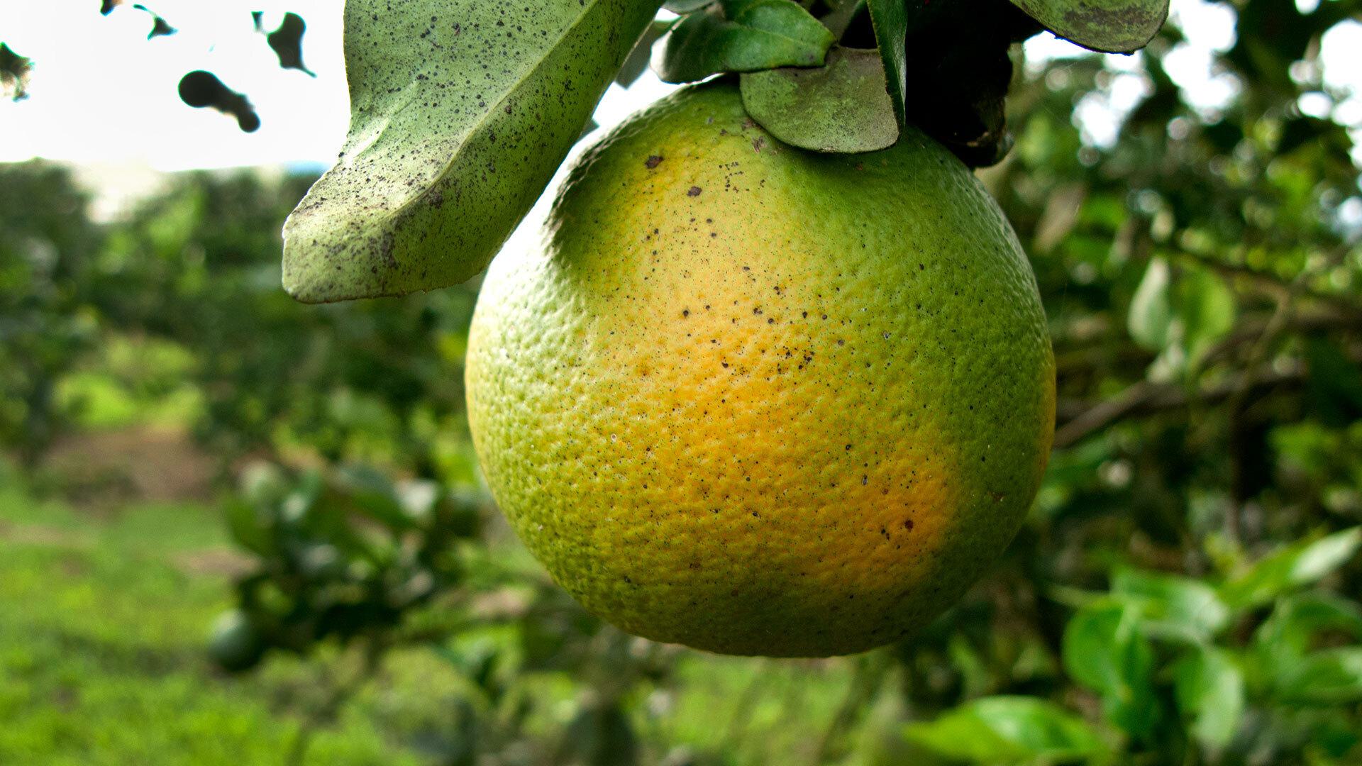 Citrus Greening 1920x1080