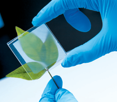 Clear Cuts Thumbnail NOSIGN 230x200