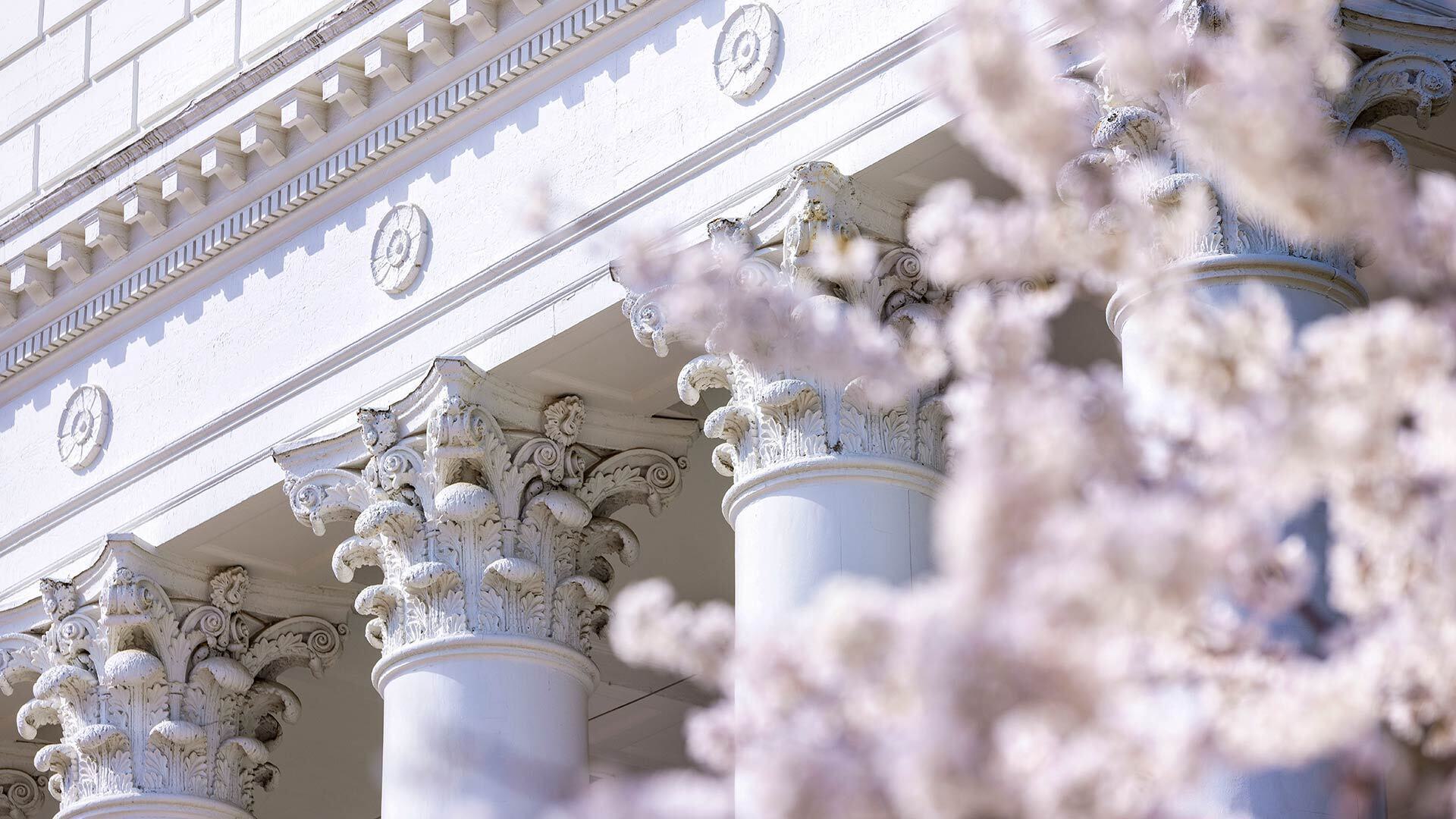 Columns Cherry Blossoms 03202024 JC 2407 1920x1080