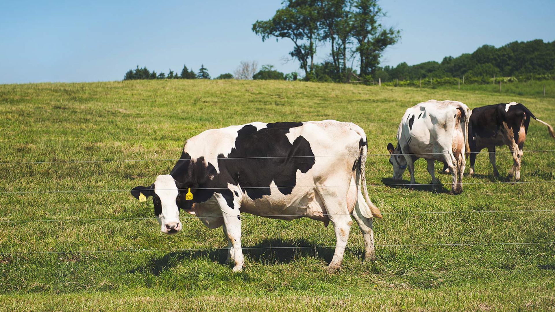 Cows 1