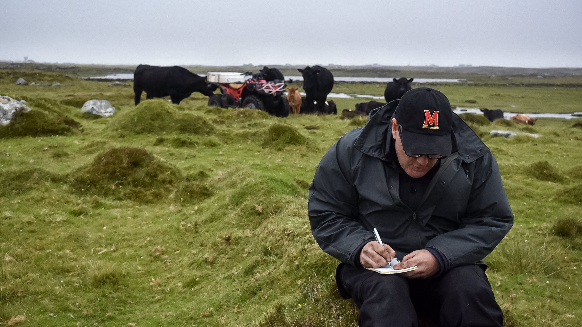 researcher wearing black Maryland hat jots down notes in field with cows