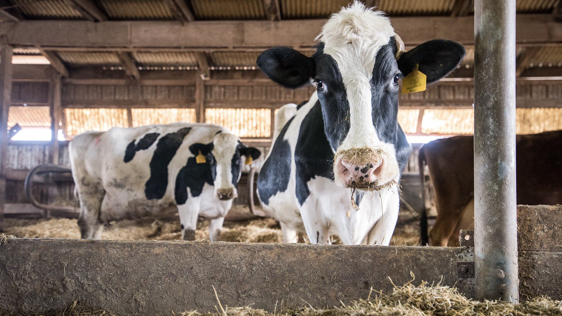 Dairy Cow Taneytown 1920x1080