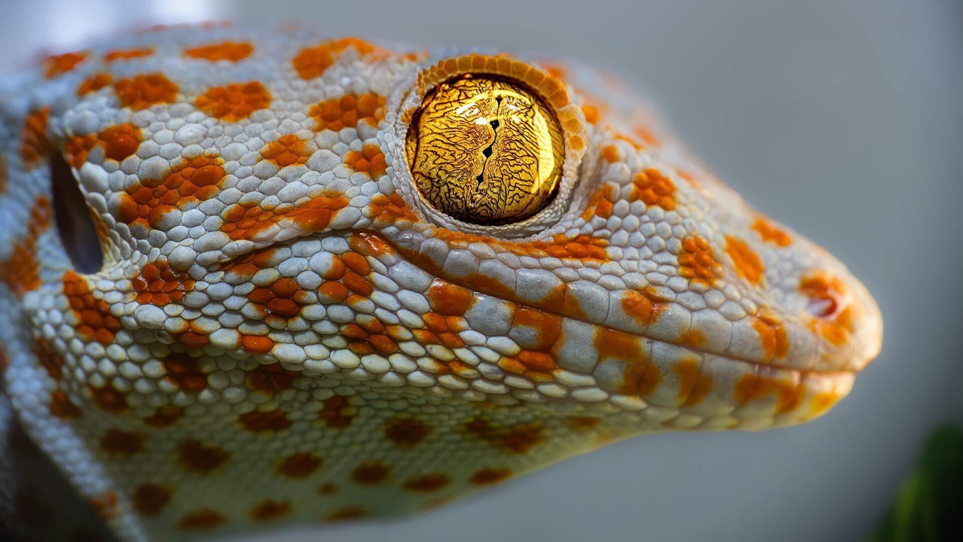 Duncan Leitch tokay gecko 1920x1080 1