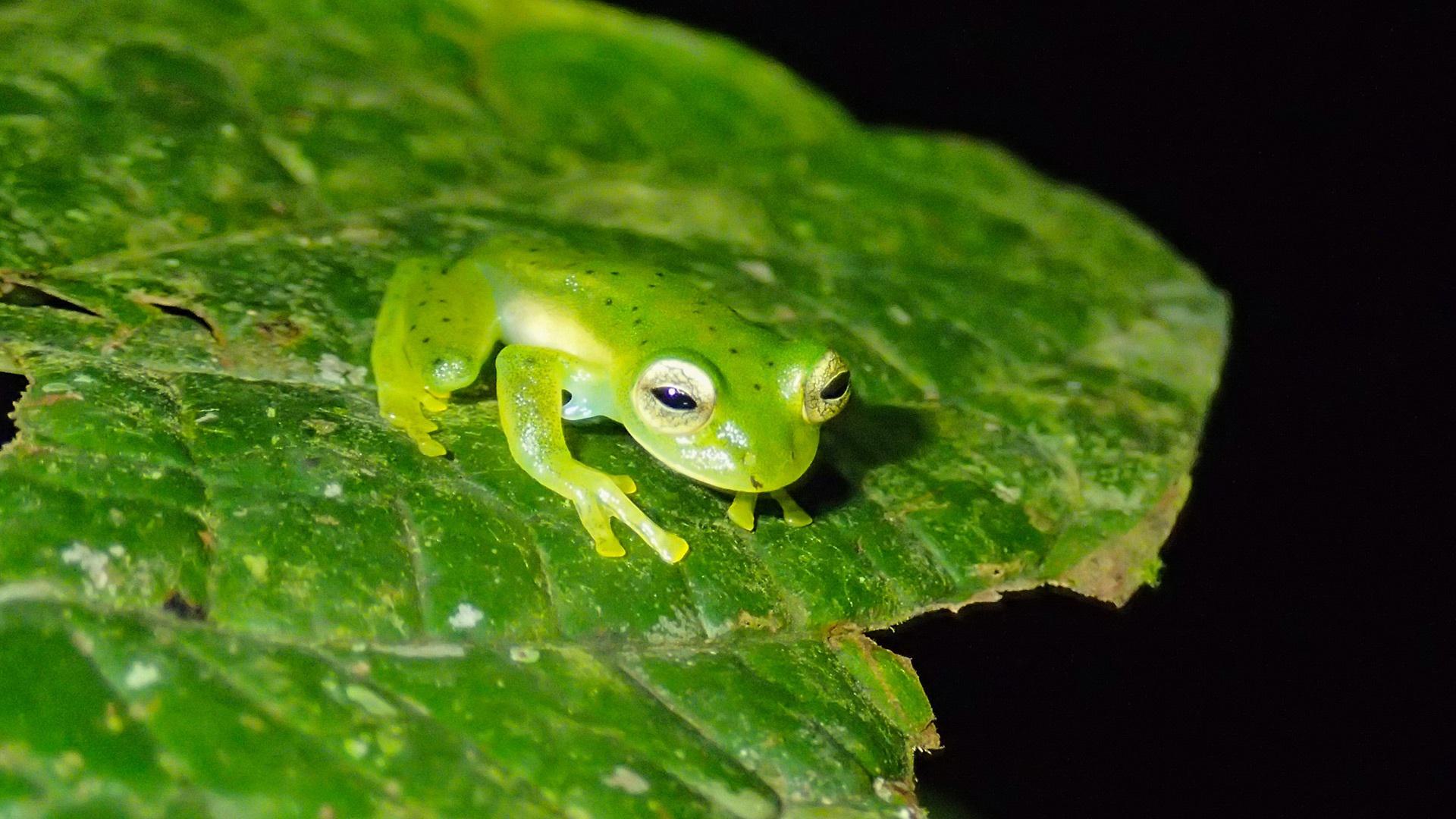 Espadarana prosoblepon 1920x1080