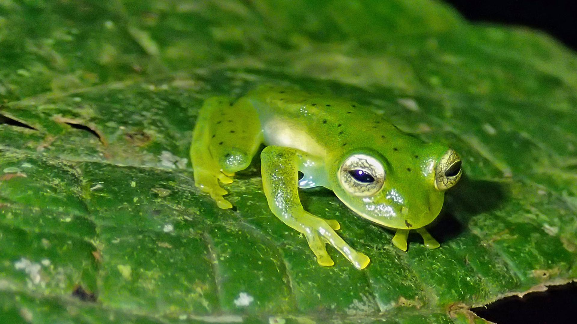 Frog