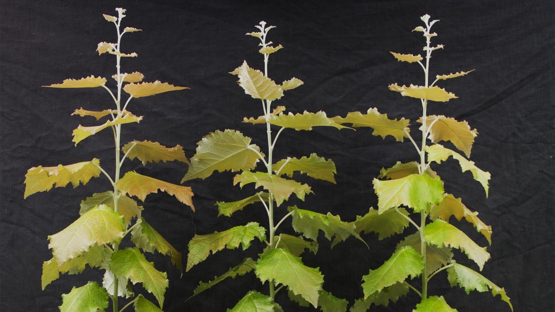 Genome engineered poplar plants 1920x1080