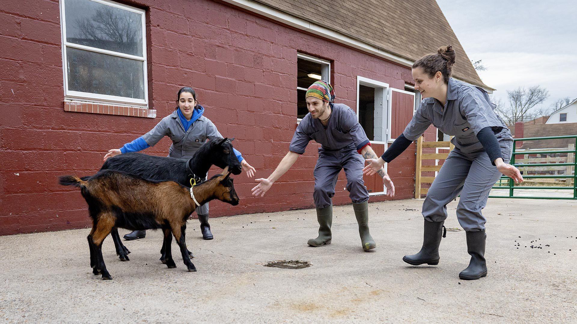 Goats Campus Farm 02052025 SC 8679 1920x1080