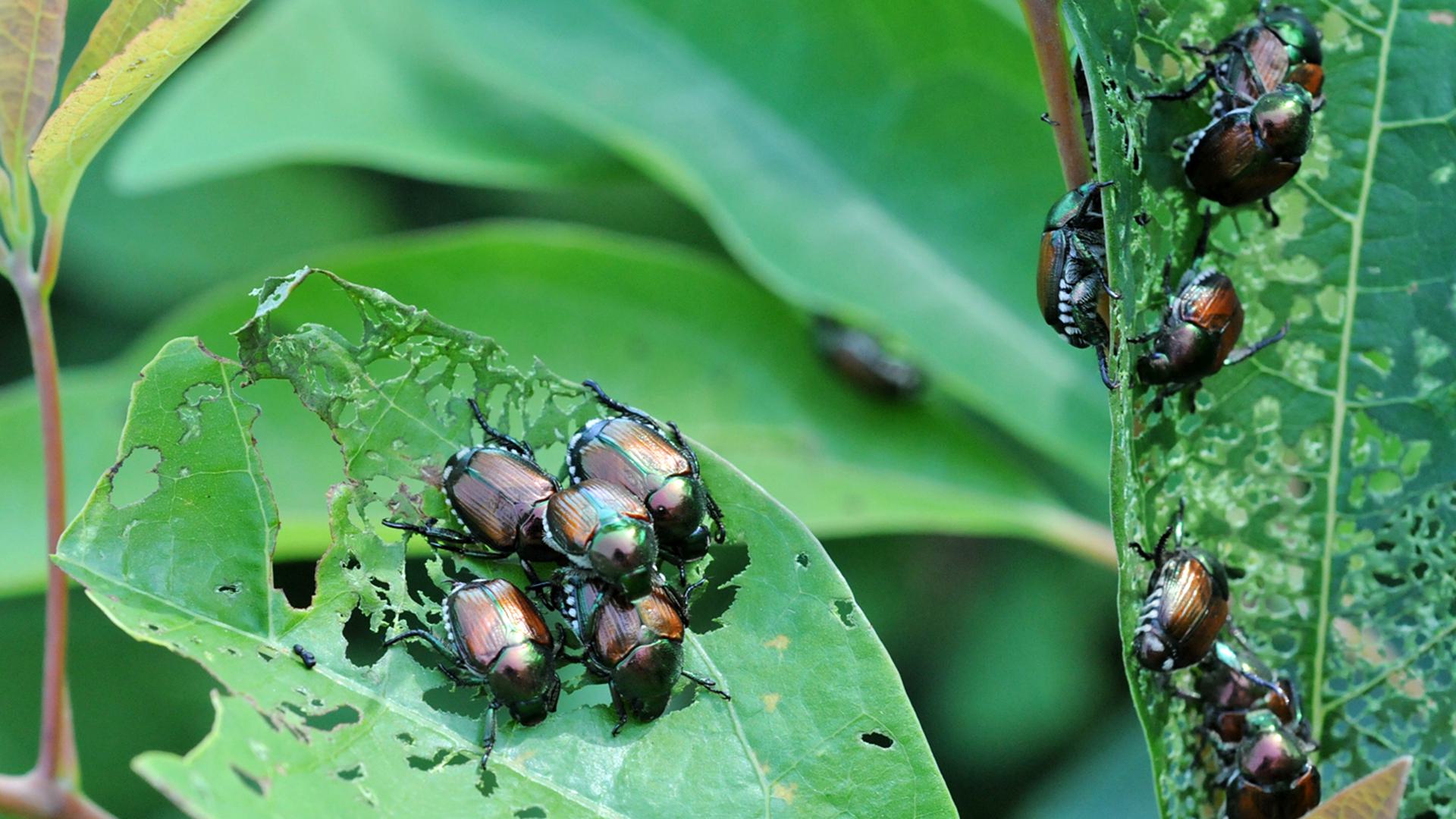 Japanese20beetles