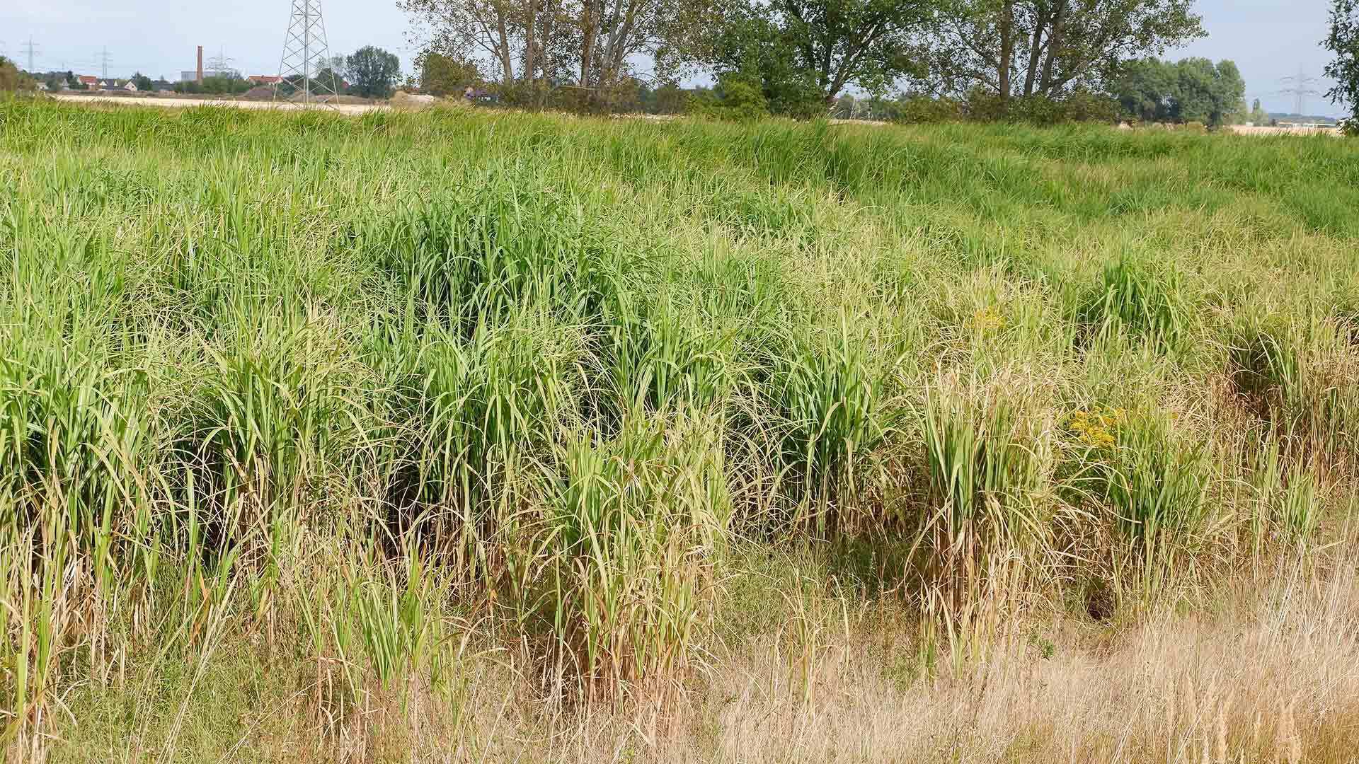 Korina 2018 09 01 Miscanthus giganteus 1 1920x1080