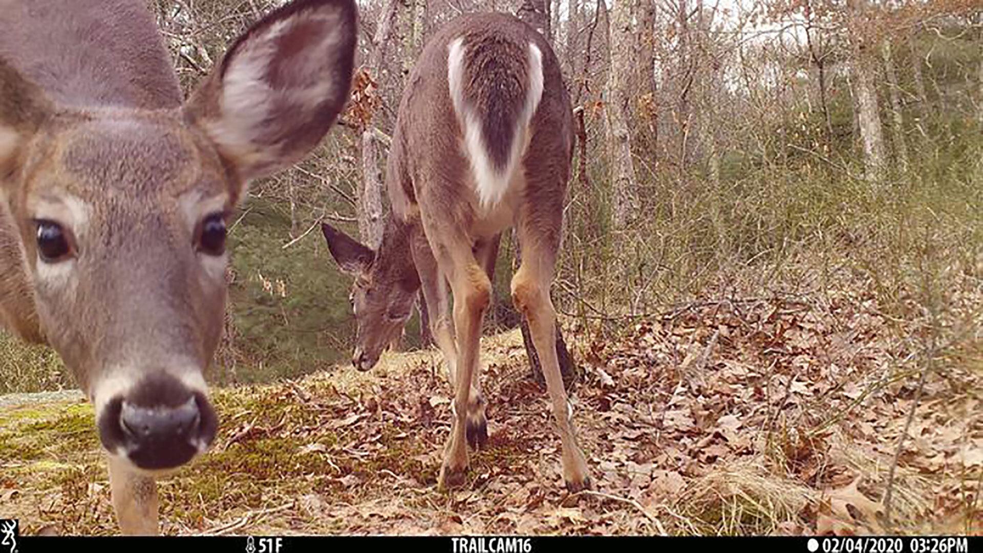 Low Res deer photo URI credit 0 1920x1080