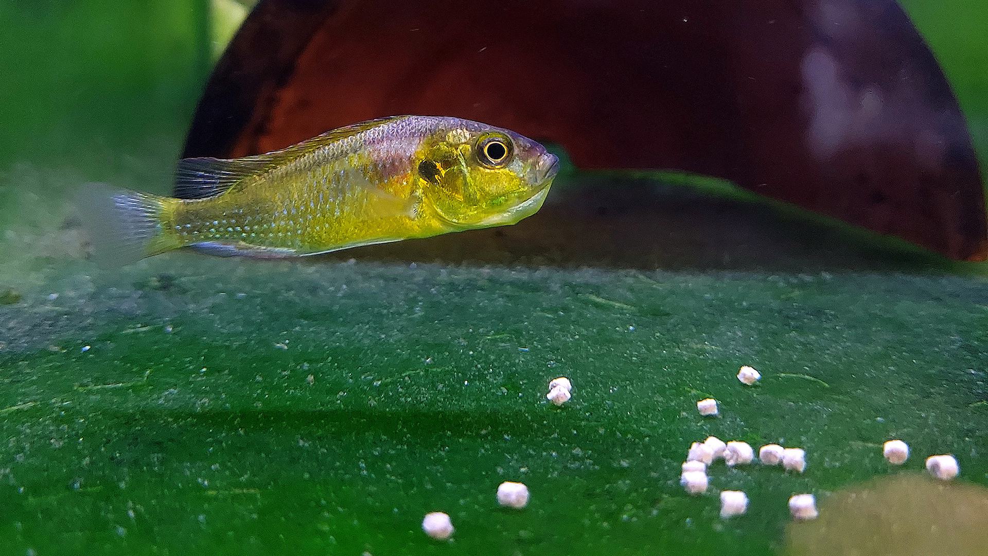Male Astatotilapia Burtoni Fish 1920x1080