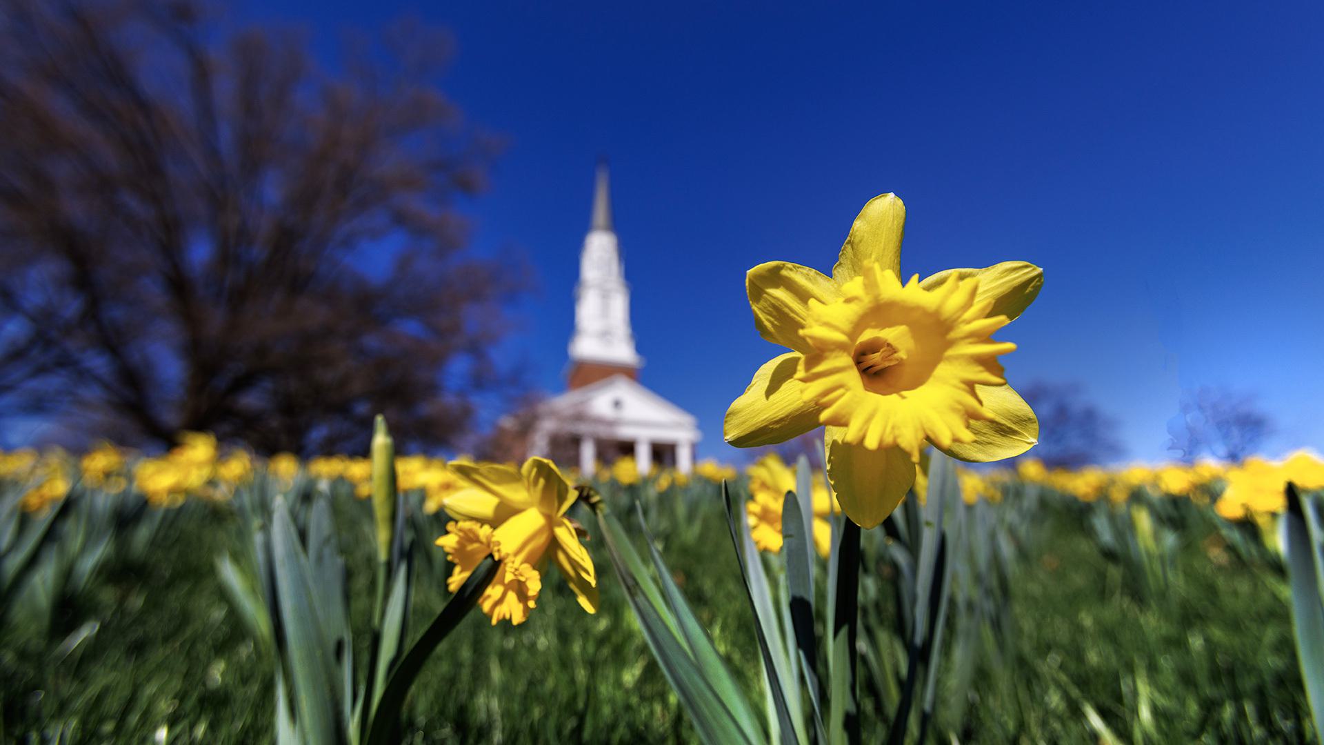Memorial Chapel Daffodils 03272025 DS 7994 DAM 1920x1080