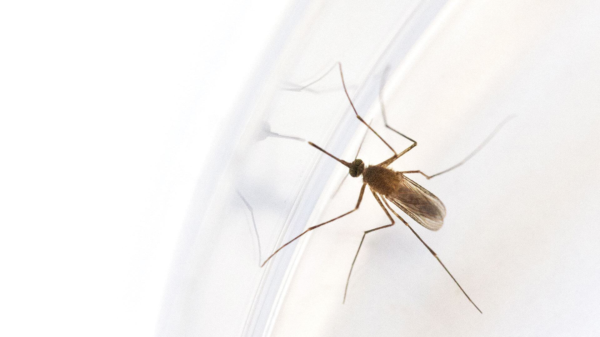 closeup of a mosquito