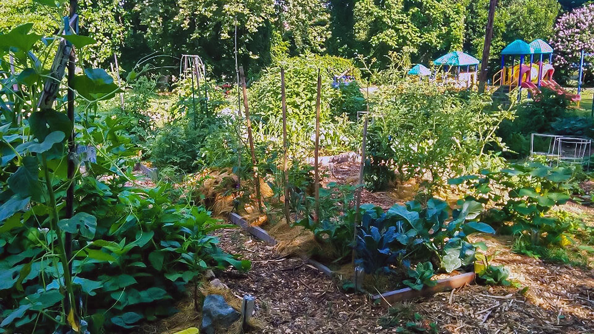Mt Rainer Community Garden Web