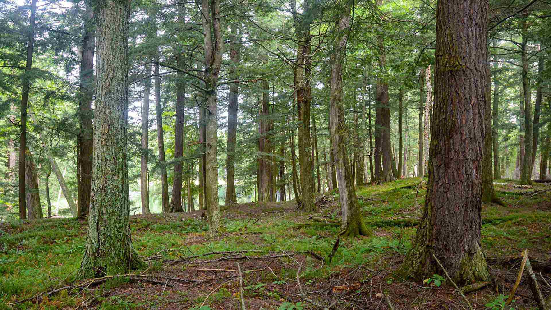 Old Growth hemlock forest2 1920x1080
