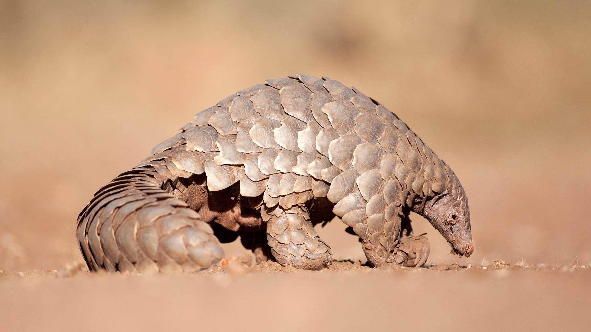Pangolin i Stock 512292162 1920x1080