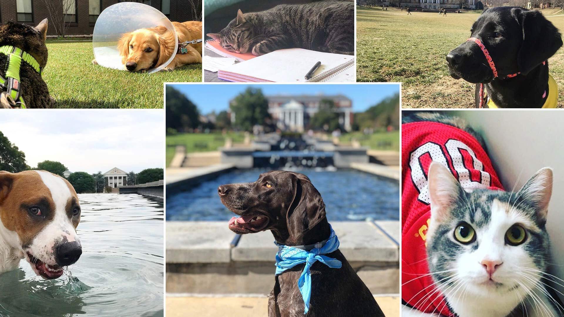 Petsof Instagram 1920x1080