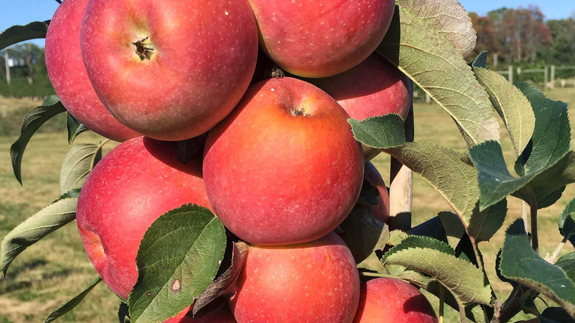 Red apples Tap 2 Kathleen 1920x1080