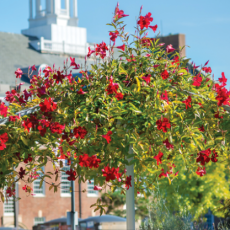 Shade Thumb No SIGN 230x230