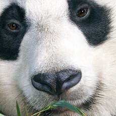 TERPF15 Panda Feature2 230x230