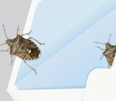 Terp Online Stink Bugs Thumbnail 230x200