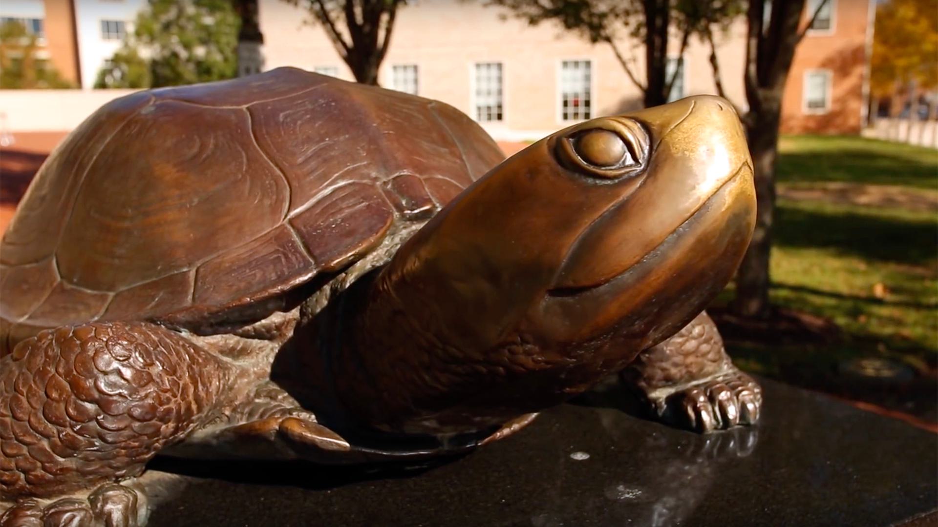 Testudo
