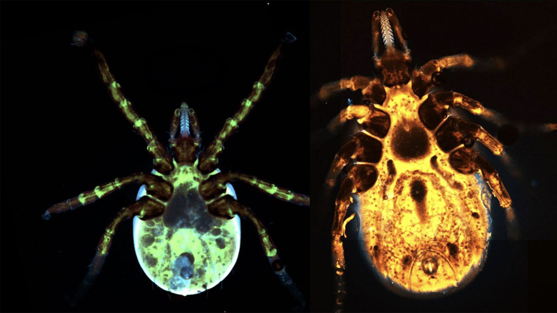 Ticks 1920x1080 1