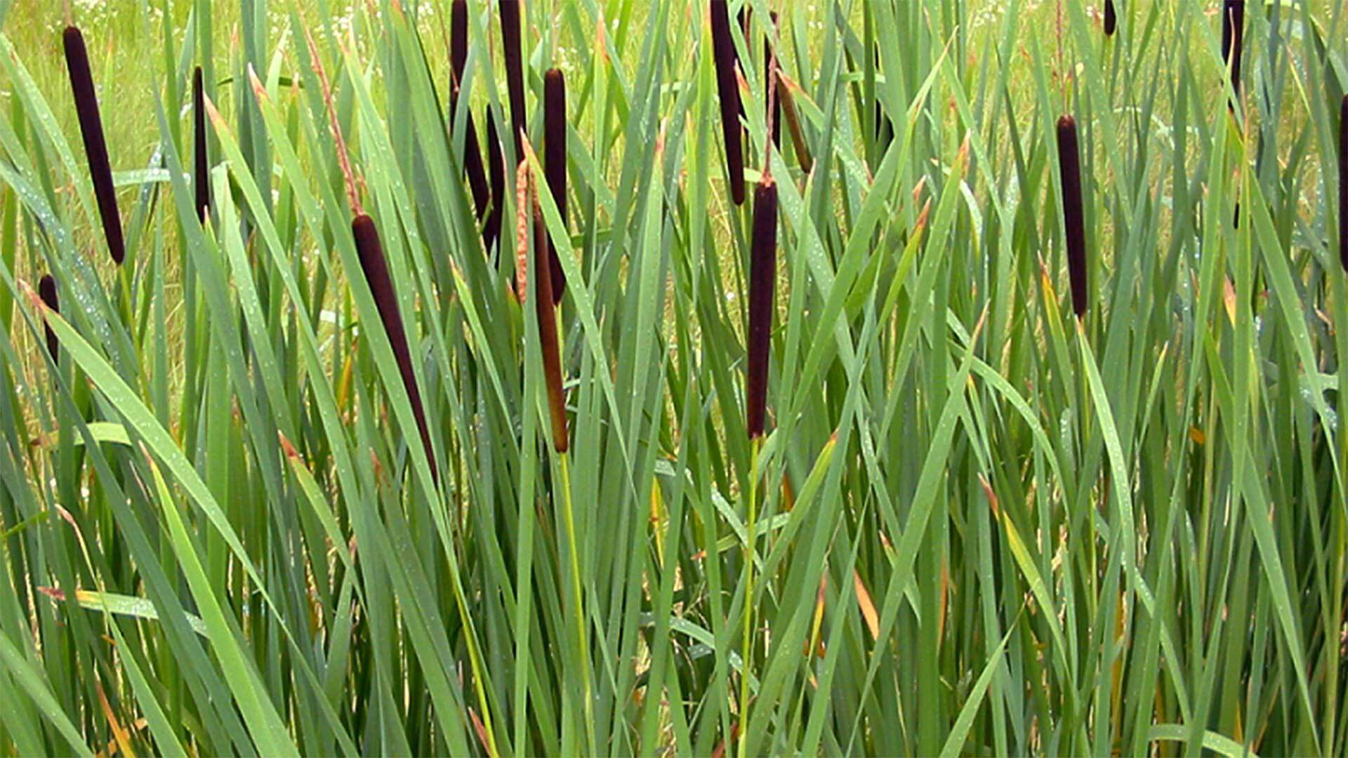 Typha 1920x1080