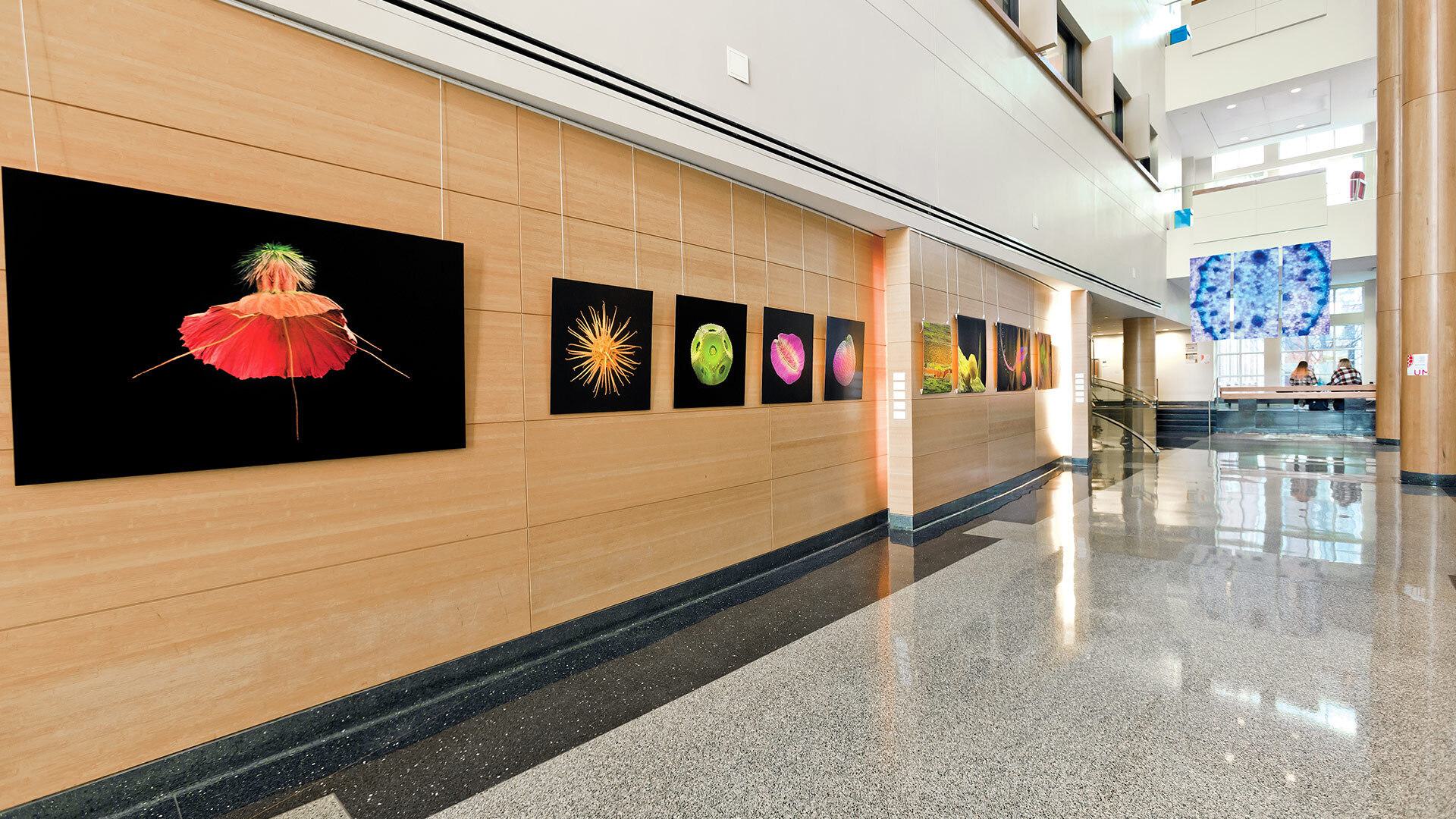 UMD18 Web Homepage TERP Photo Bioscience Art Exhibit