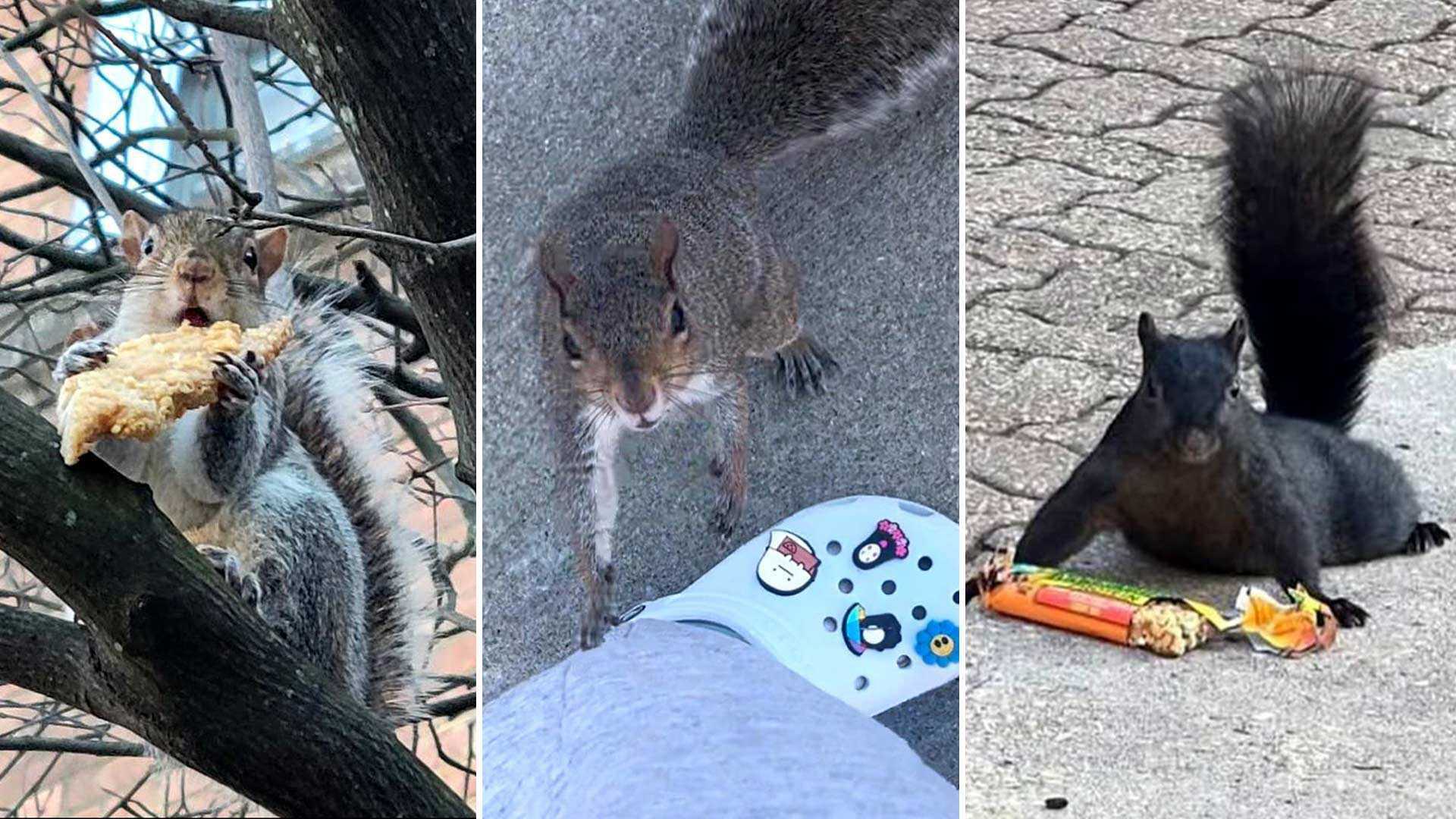 UMD Squirrels hero 1920x1080
