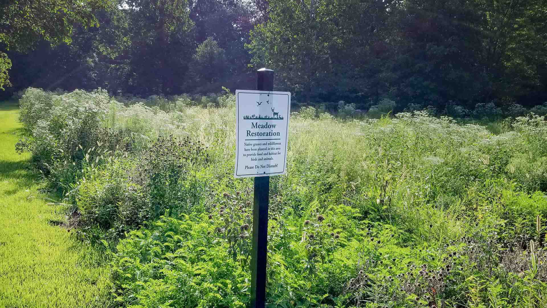 University Park Pollinator Meadow photo 1920x1080