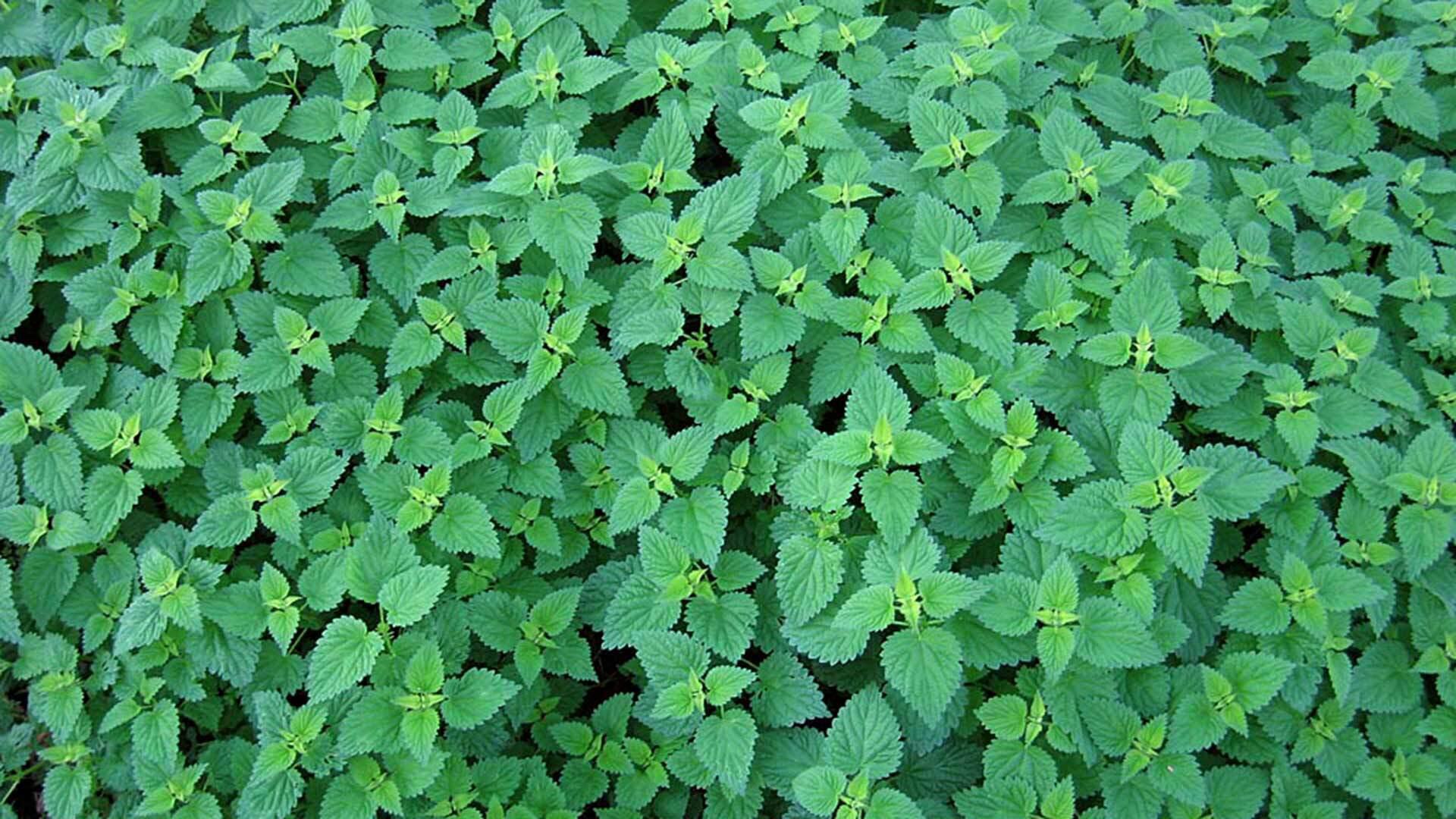 Urtica dioica fresh 1920x1080