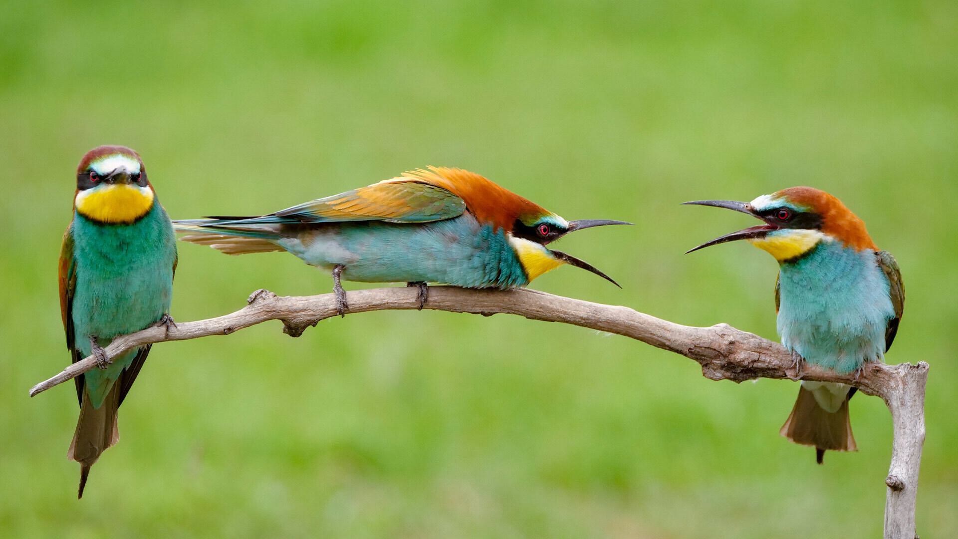 Animal communication1920x1080 2