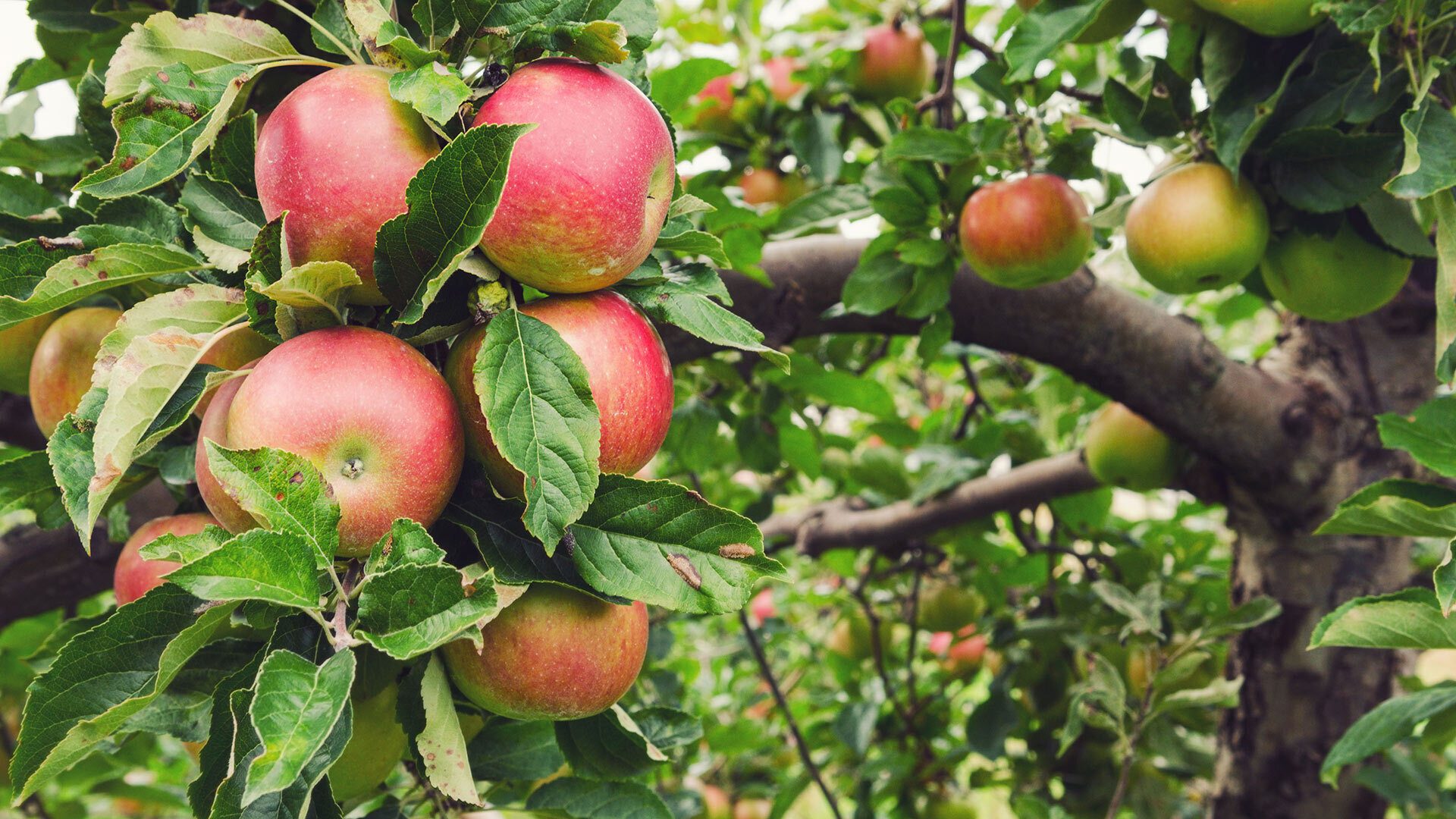 Apples shutterstock 1070261195