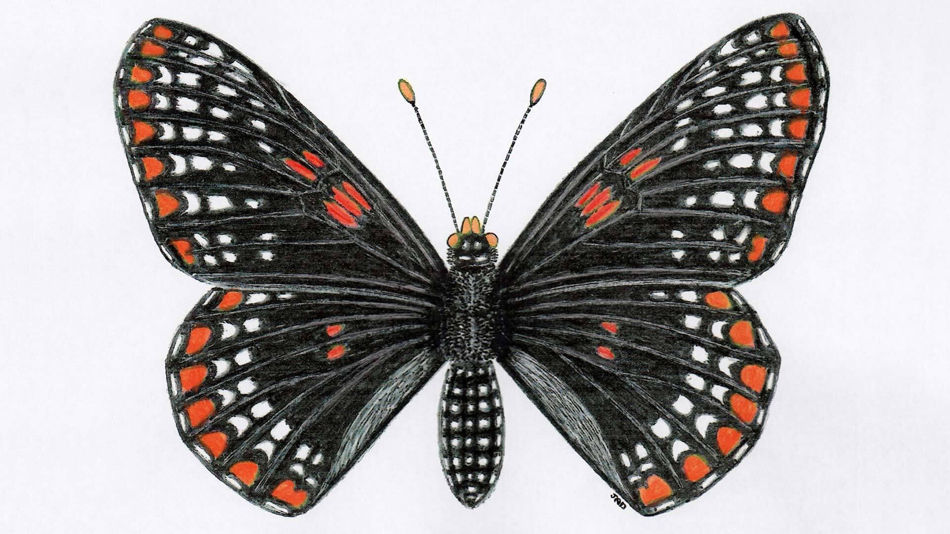 Baltimorecheckerspot jadavidson 1920x1080