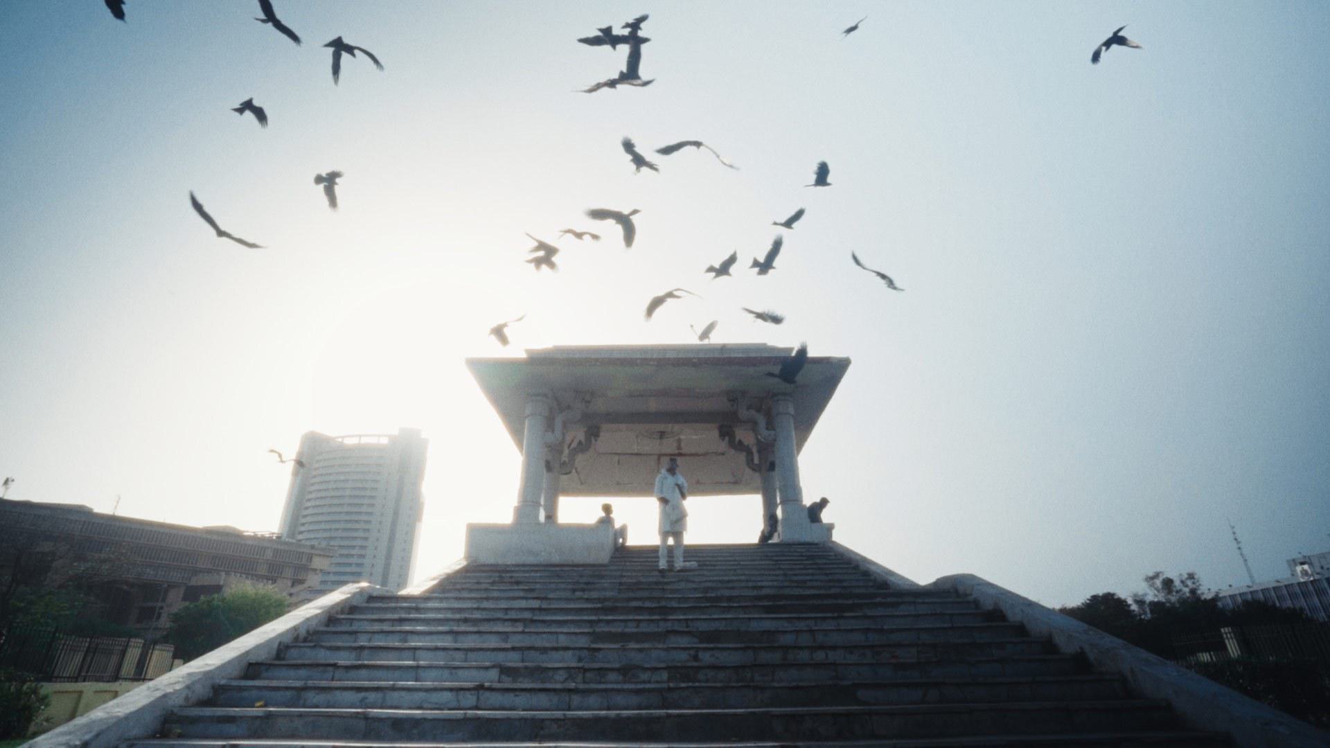 Feeding kites 1920x1080