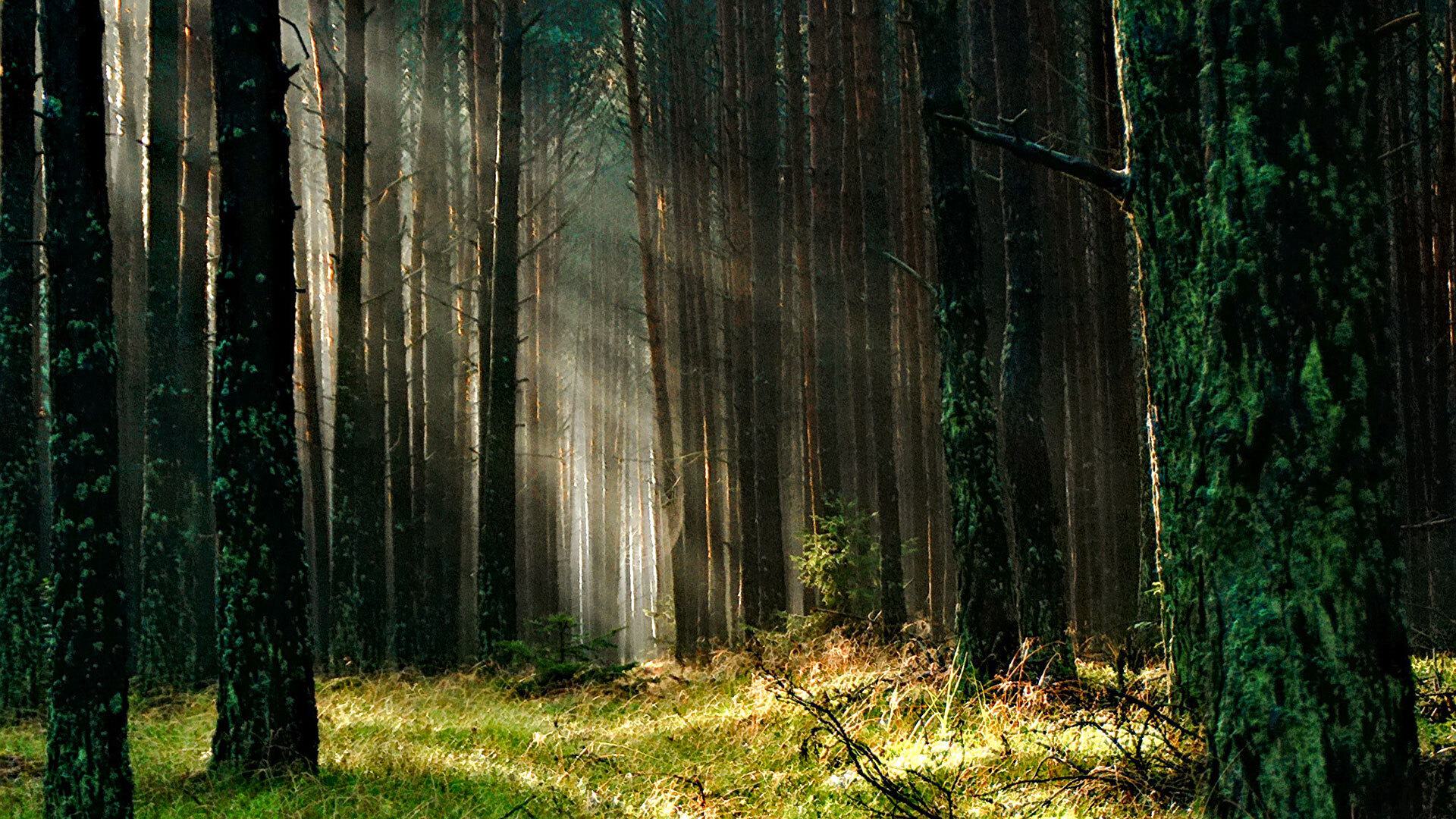 Forest grass nature 158251 1920x1080