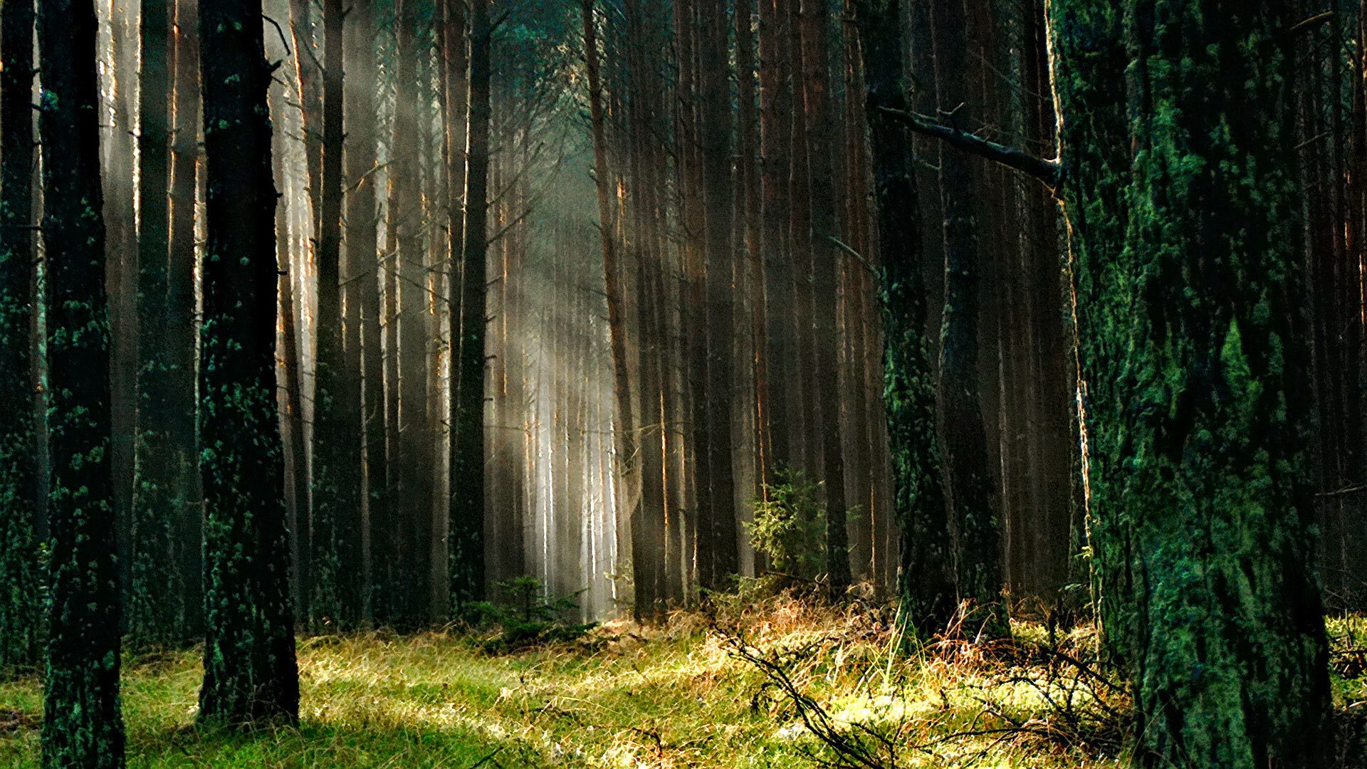 Forest grass nature 158251 1920x1080